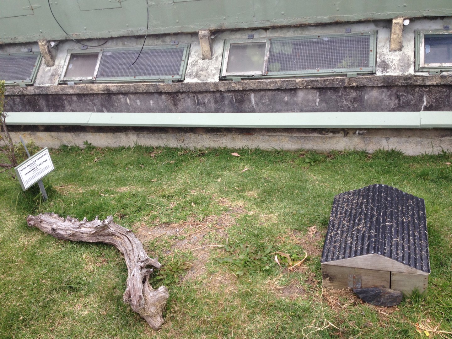Spur-thighed & Hermann's Tortoise exhibit