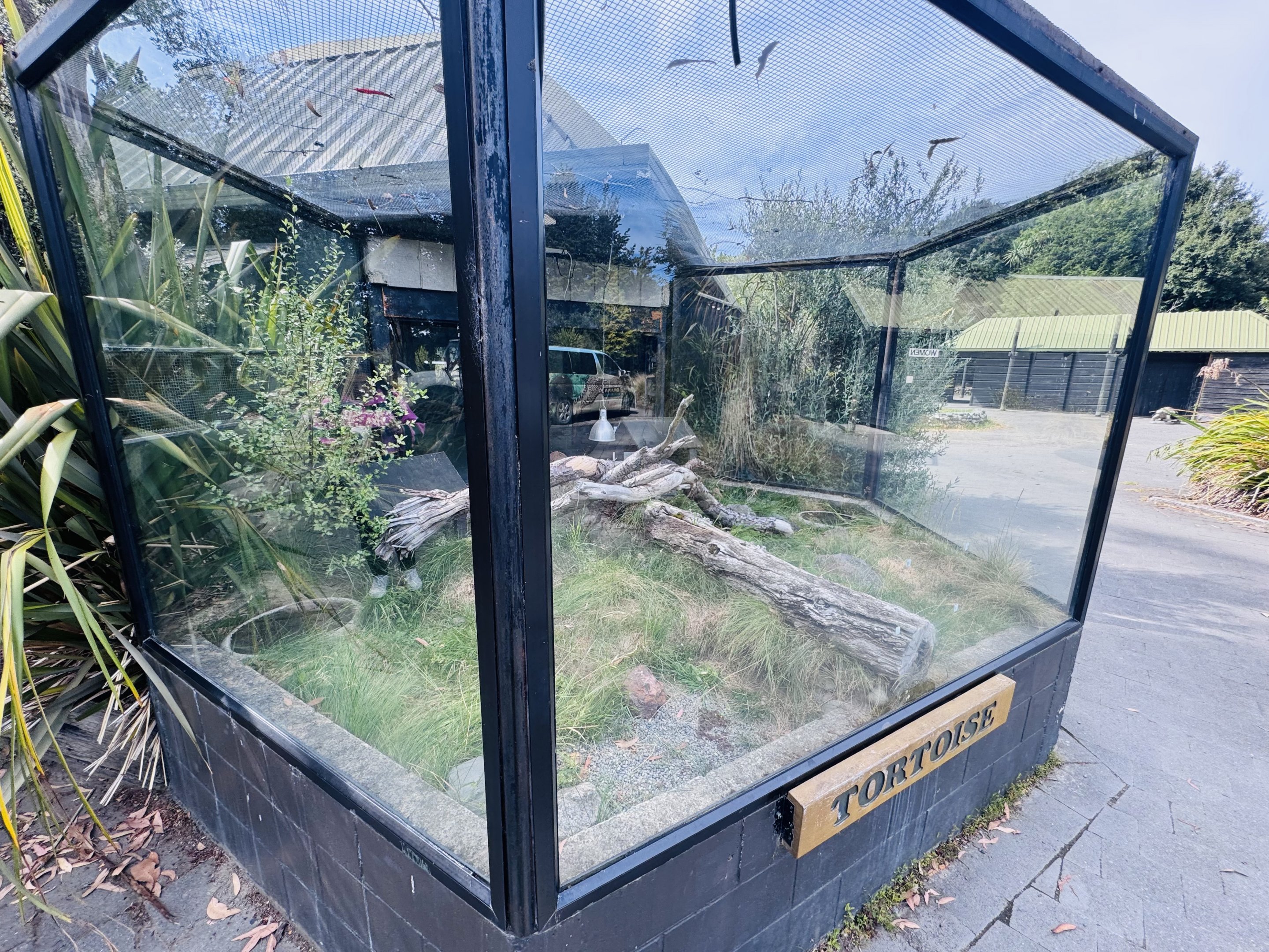 Spur-thighed Tortoise enclosure