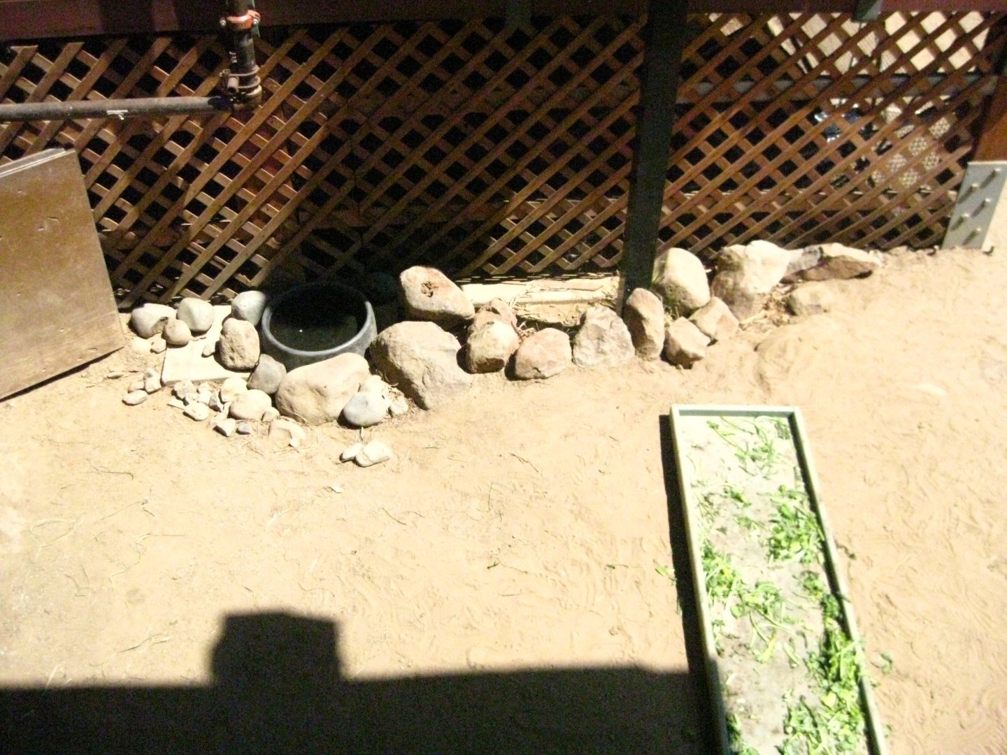 Spur Thighed Tortoise Exhibit