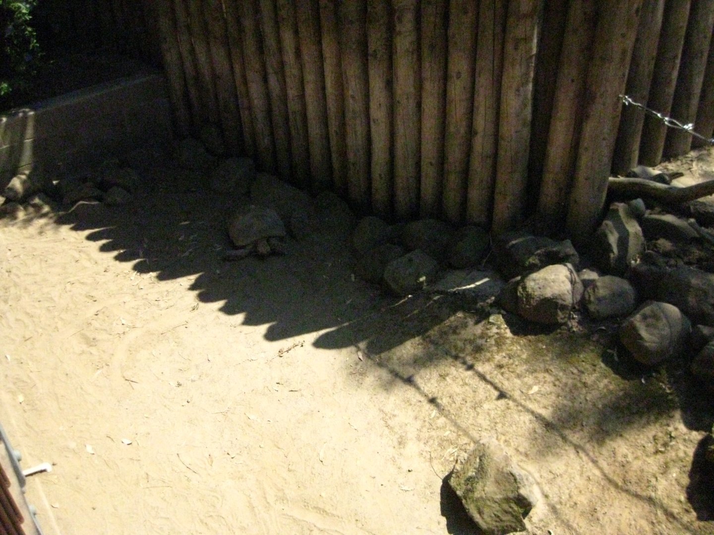 Spur Thighed Tortoise Exhibit