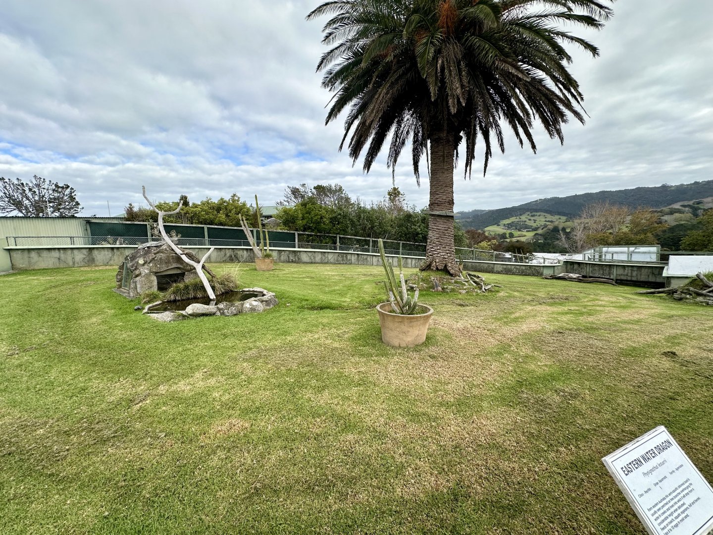 Spur-thighed Tortoise Exhibit
