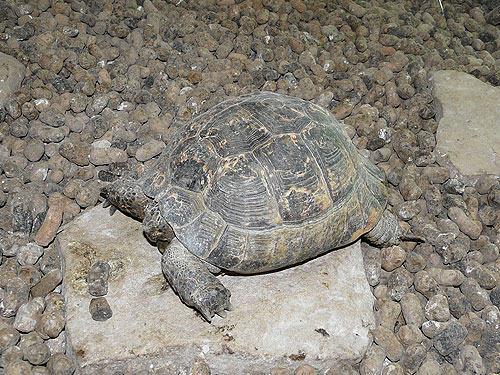 Spur-thighed Tortoise in Kishinev Zoo