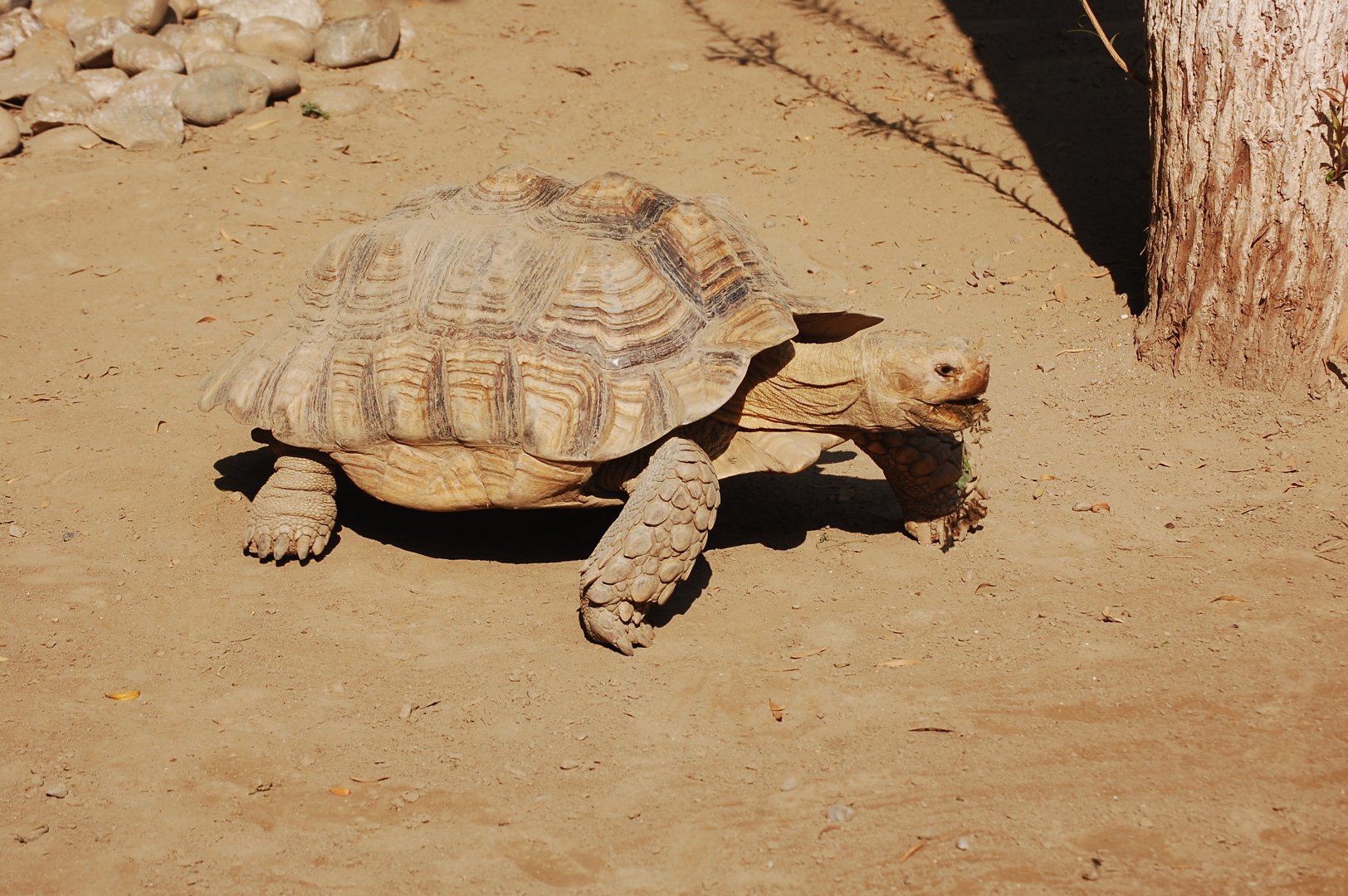 Spur-thighed tortoise - Lahore zoo 17/11/2019