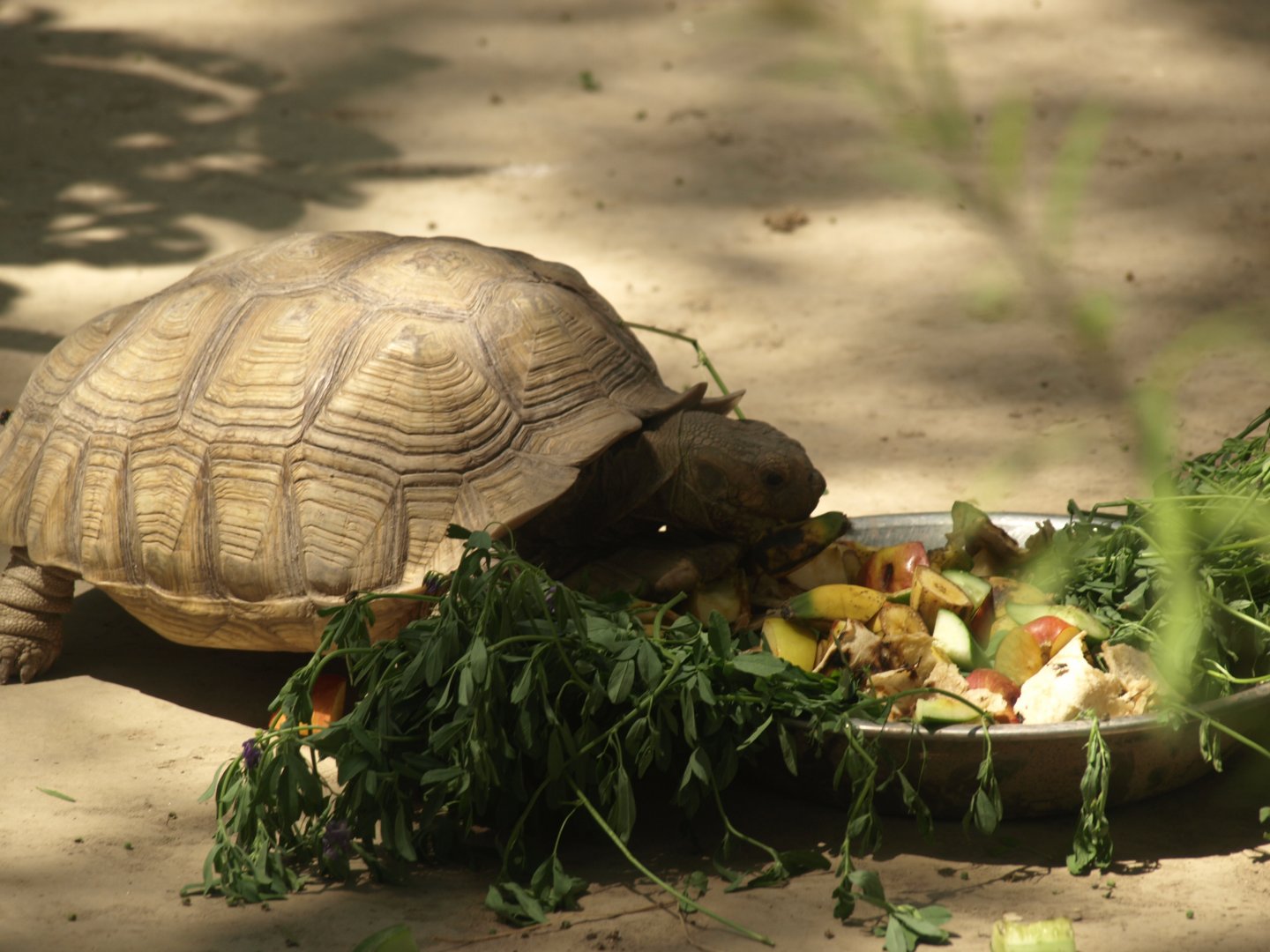 Spur thighed tortoise - Lahore zoo 8/4/2017
