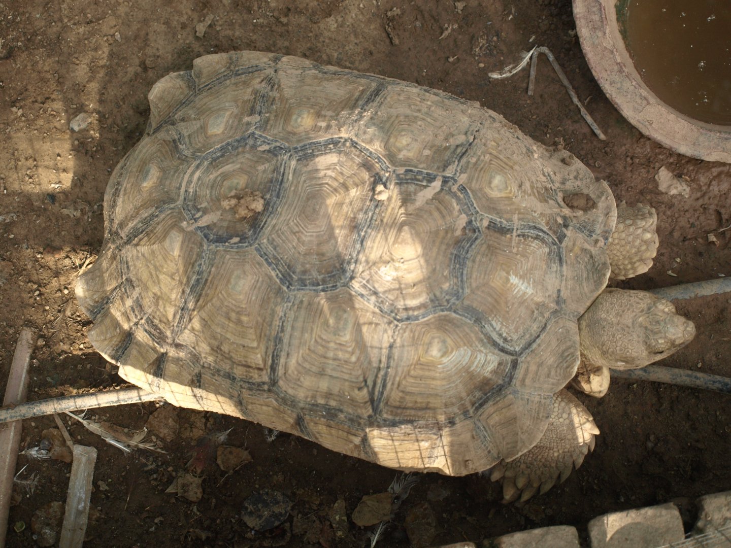 Spur-thighed tortoise - Lake View Point Bird park 12/7/2018