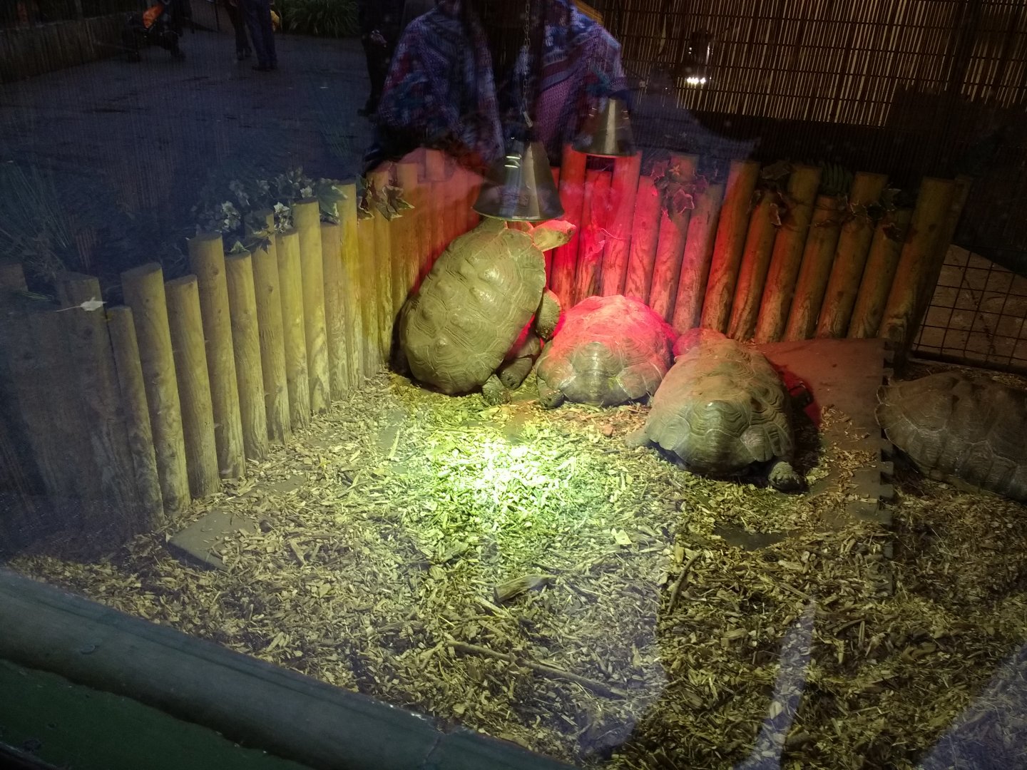 Spur Thighed Tortoise Mating