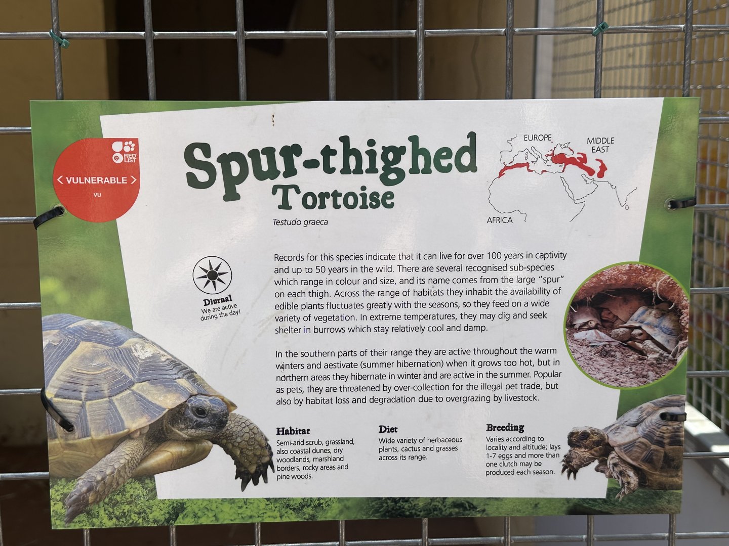 Spur thighed tortoise signage