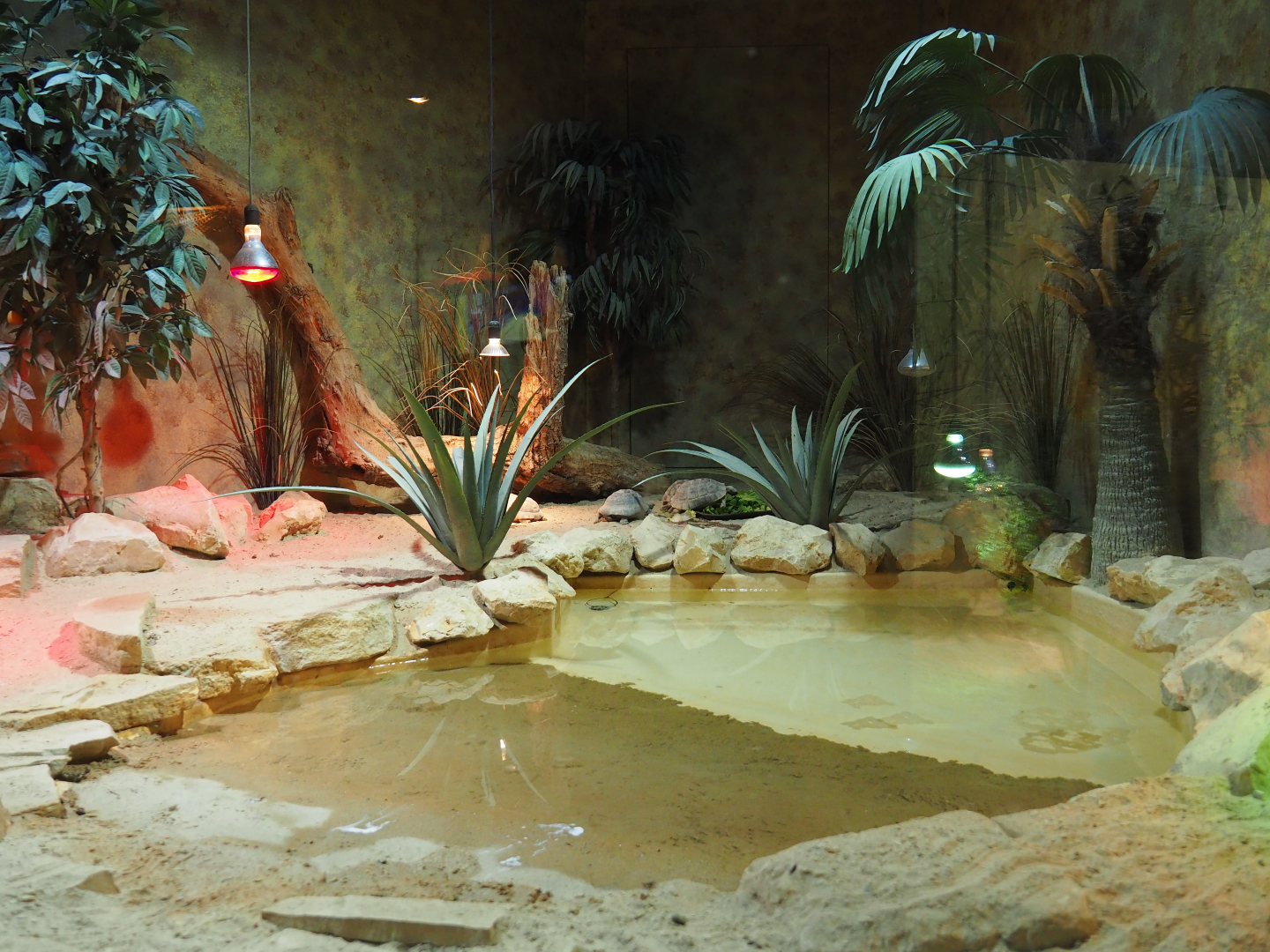 Spur-thighed tortoise terrarium, 2019-10-04