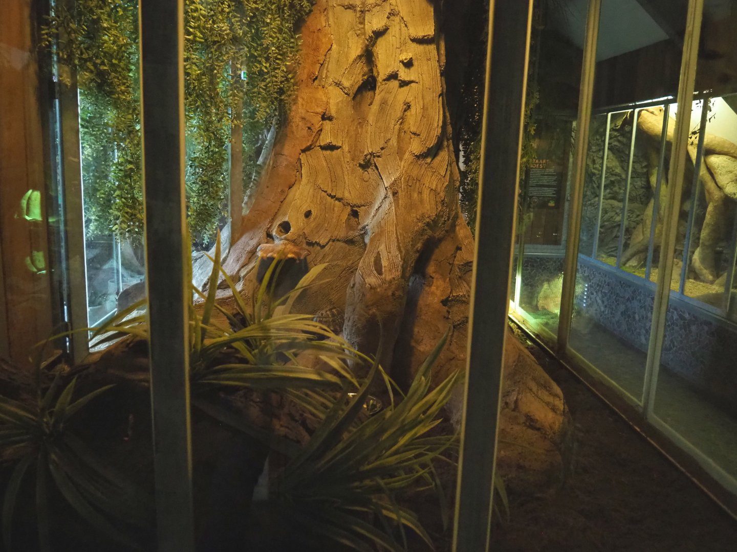 Spur-thighed tortoise terrarium, 2022-05-17