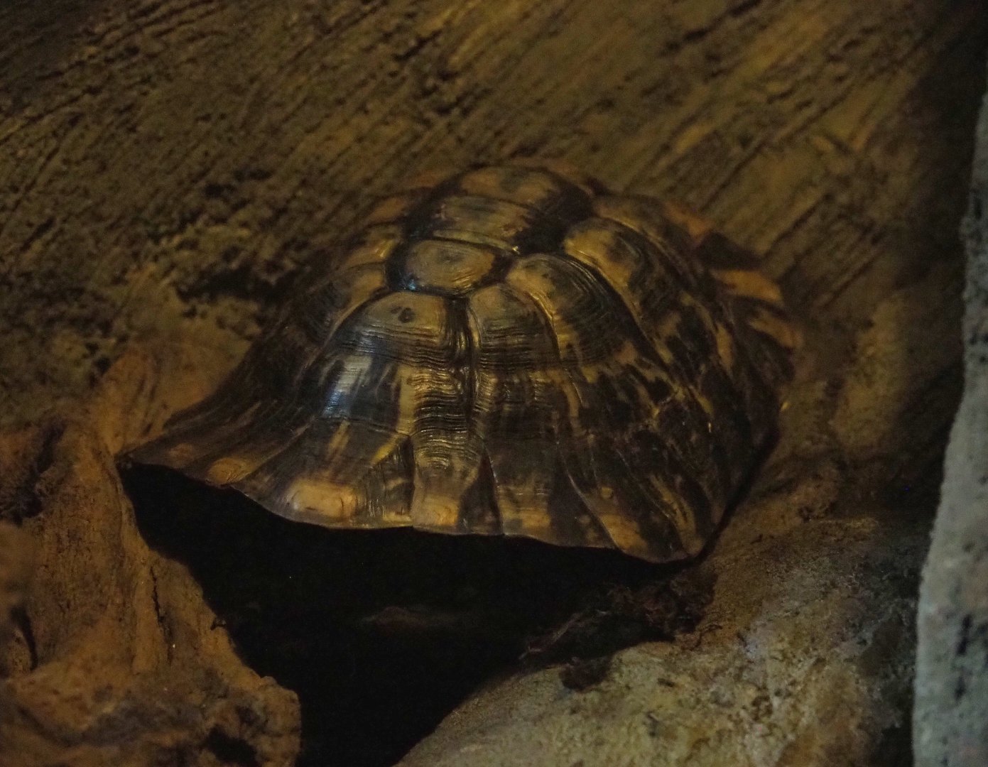 Spur-thighed tortoise(Testudo graeca), 2022-05-17