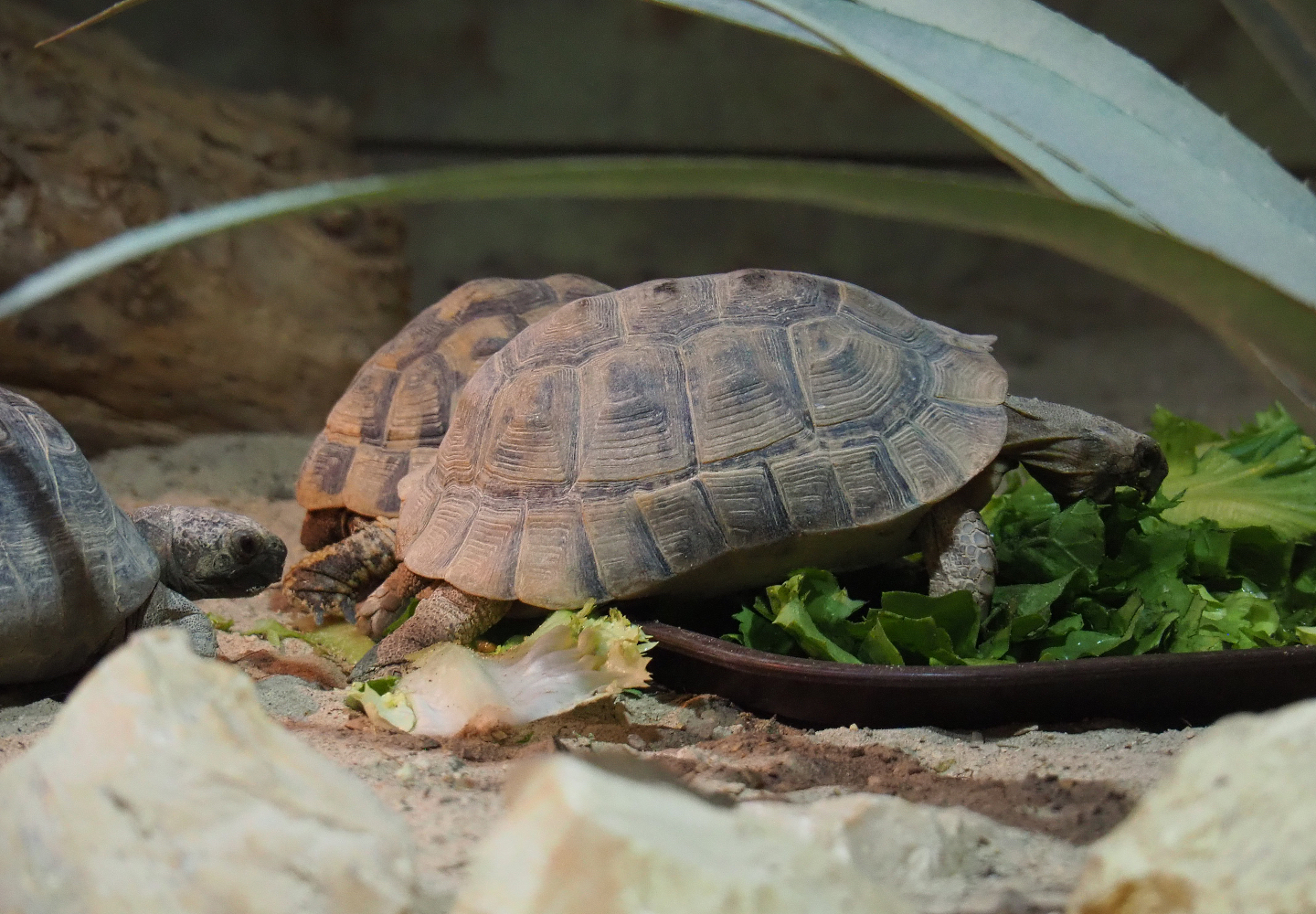 Spur-thighed tortoise (Testudo graeca graeca), 2019-10-04