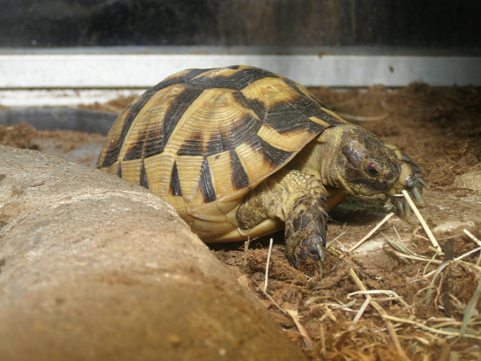 spur-thighed tortoise (Testudo graeca ibera)