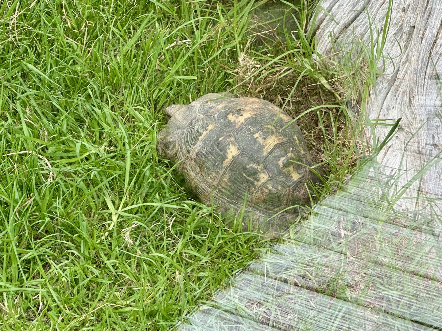 Spur-thighed tortoise (Testudo graeca)