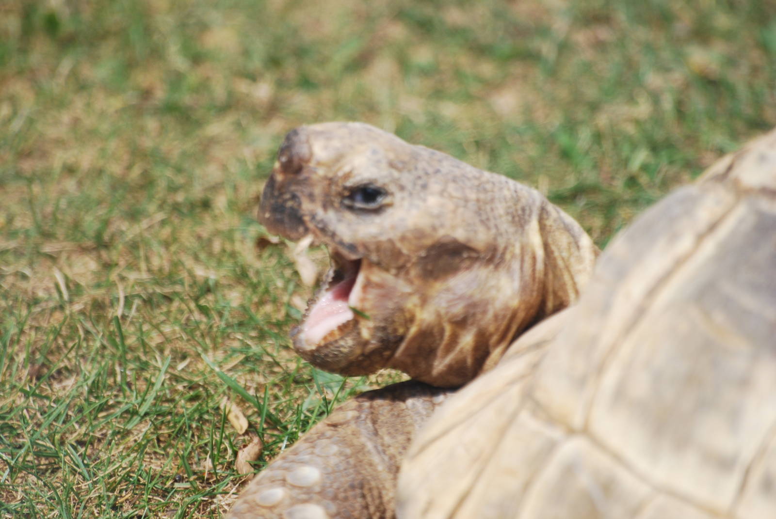 Spur-thighed tortoise