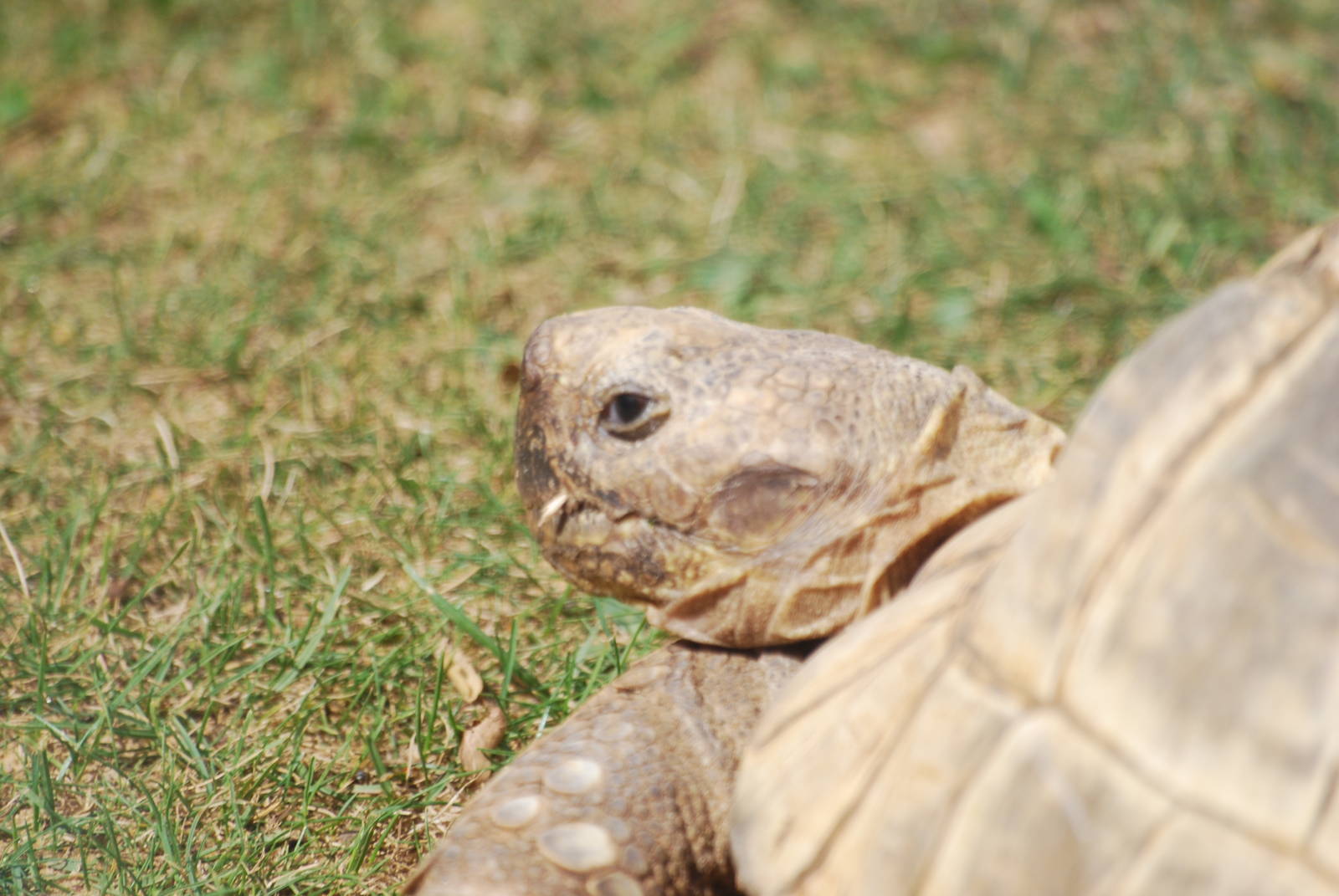Spur-thighed tortoise