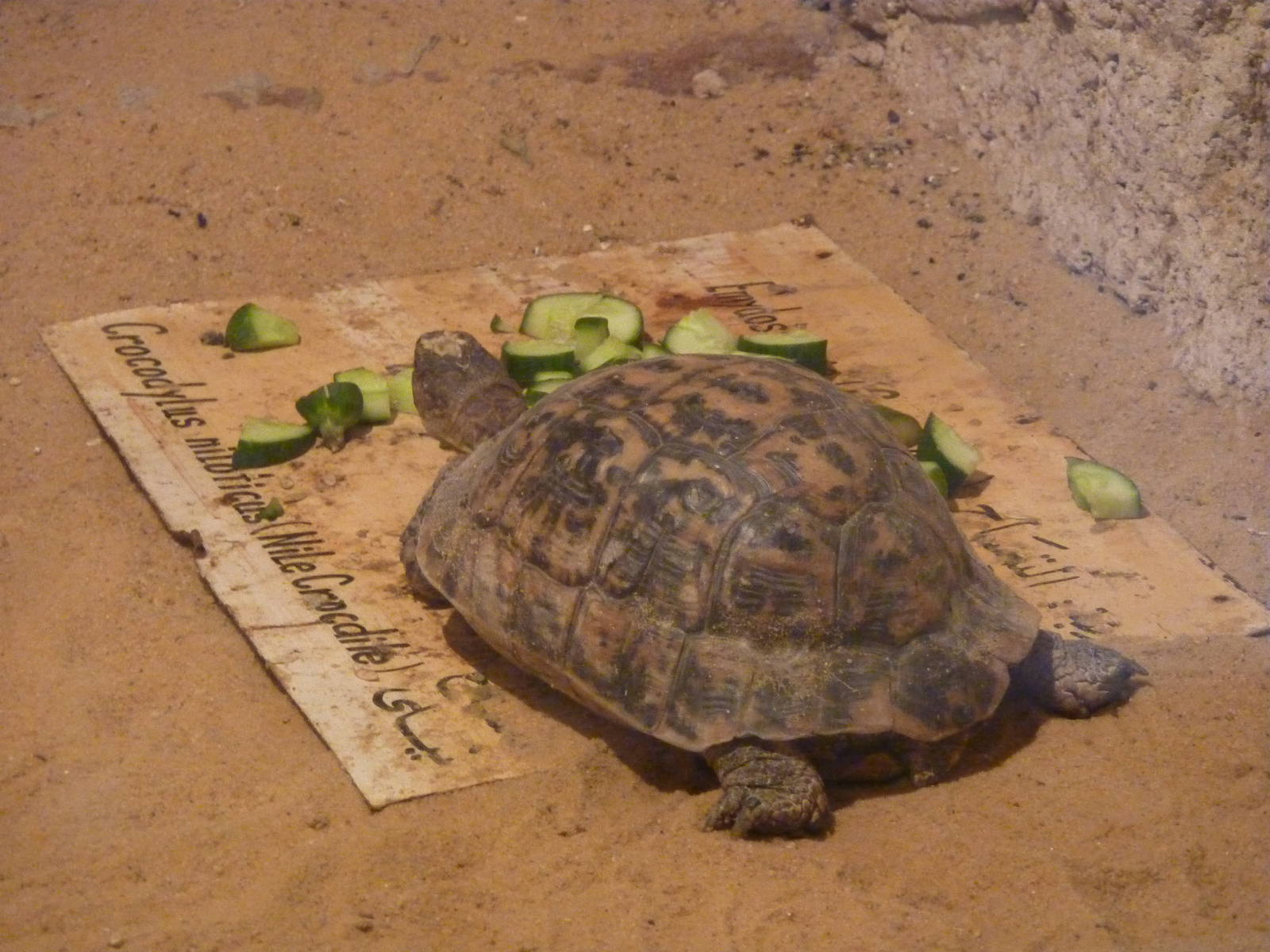 Spur-thighed tortoise