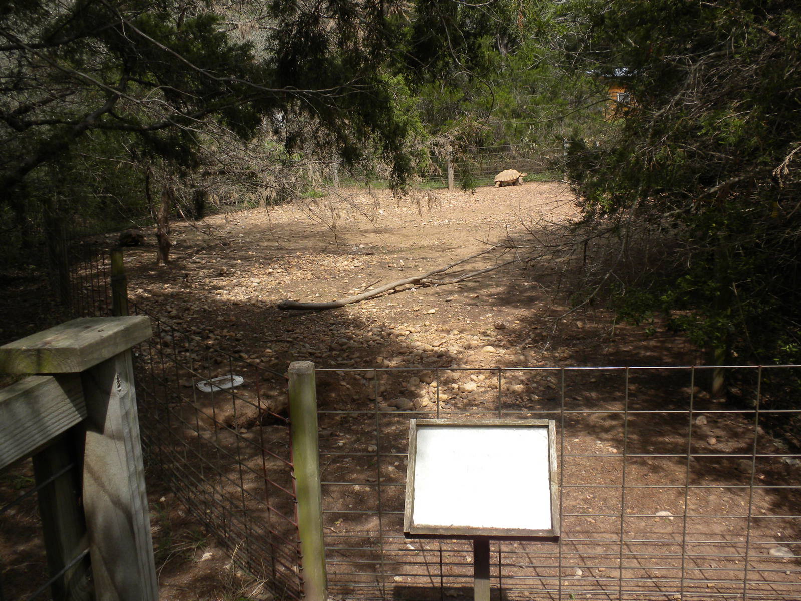 Spur Thighed Tortoise