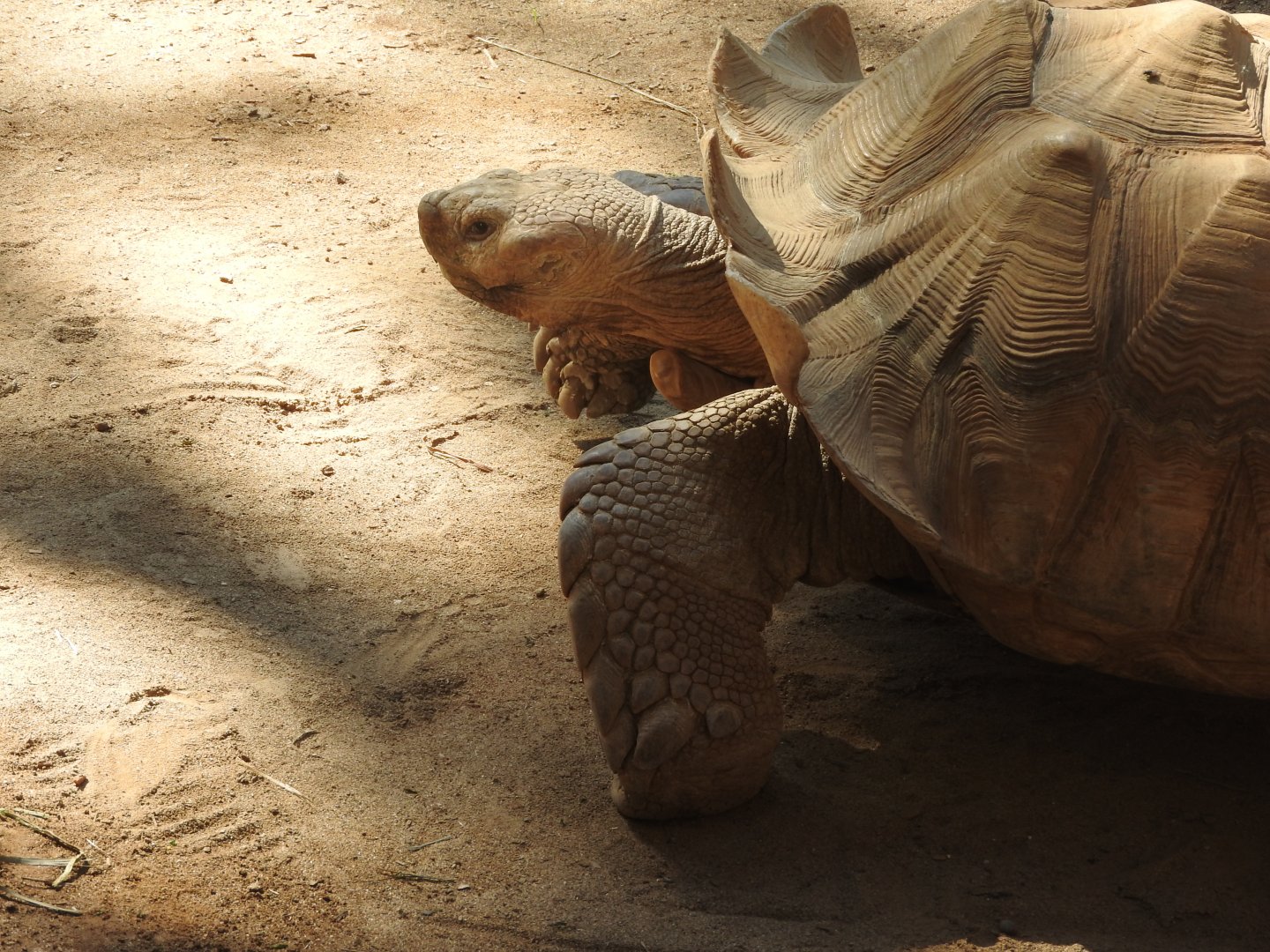 Spur-thighed Tortoise