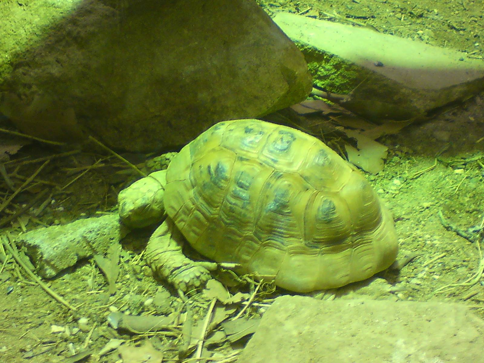 Spur-thighed tortoise