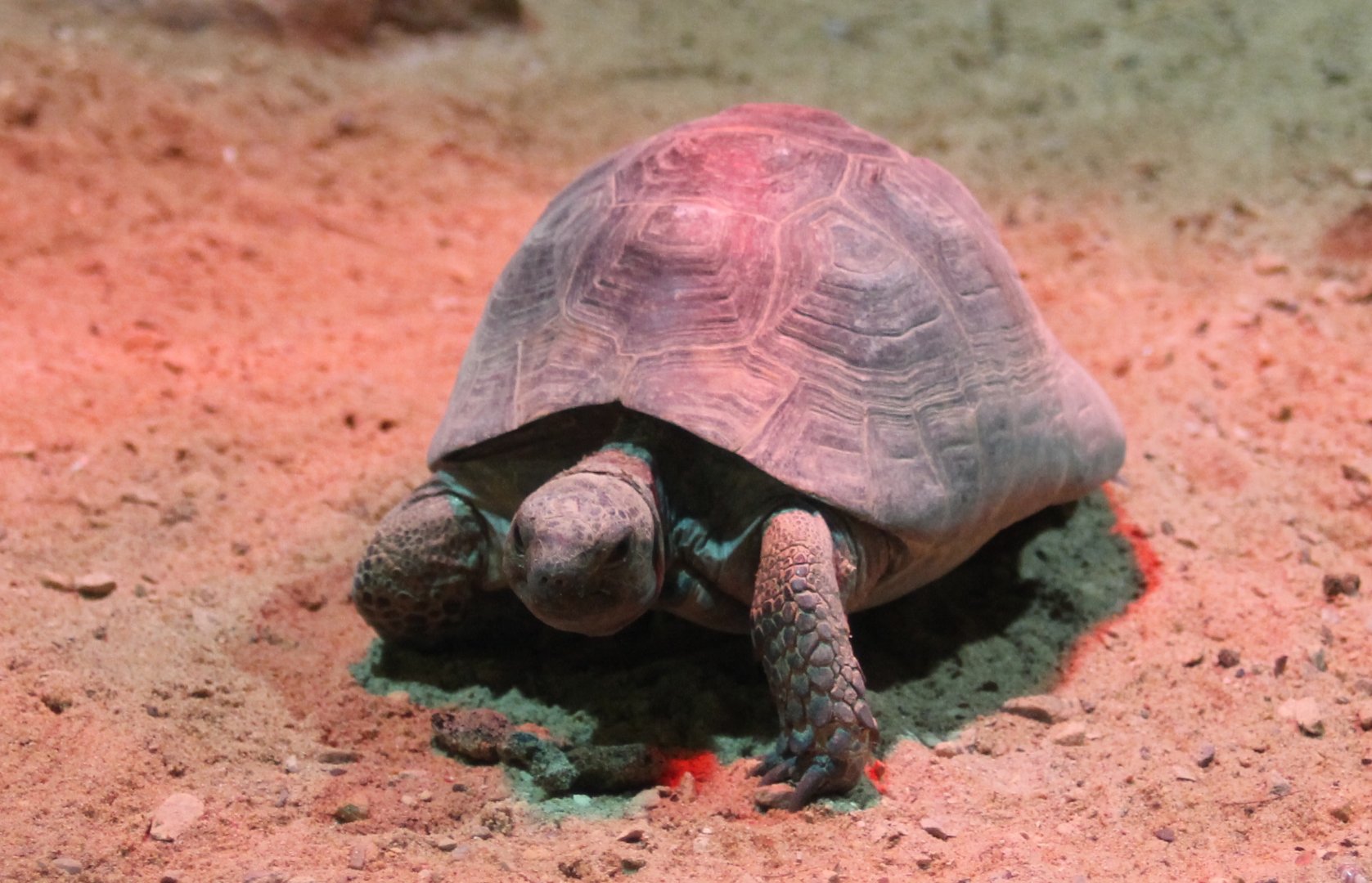 Spur-thighed tortoise