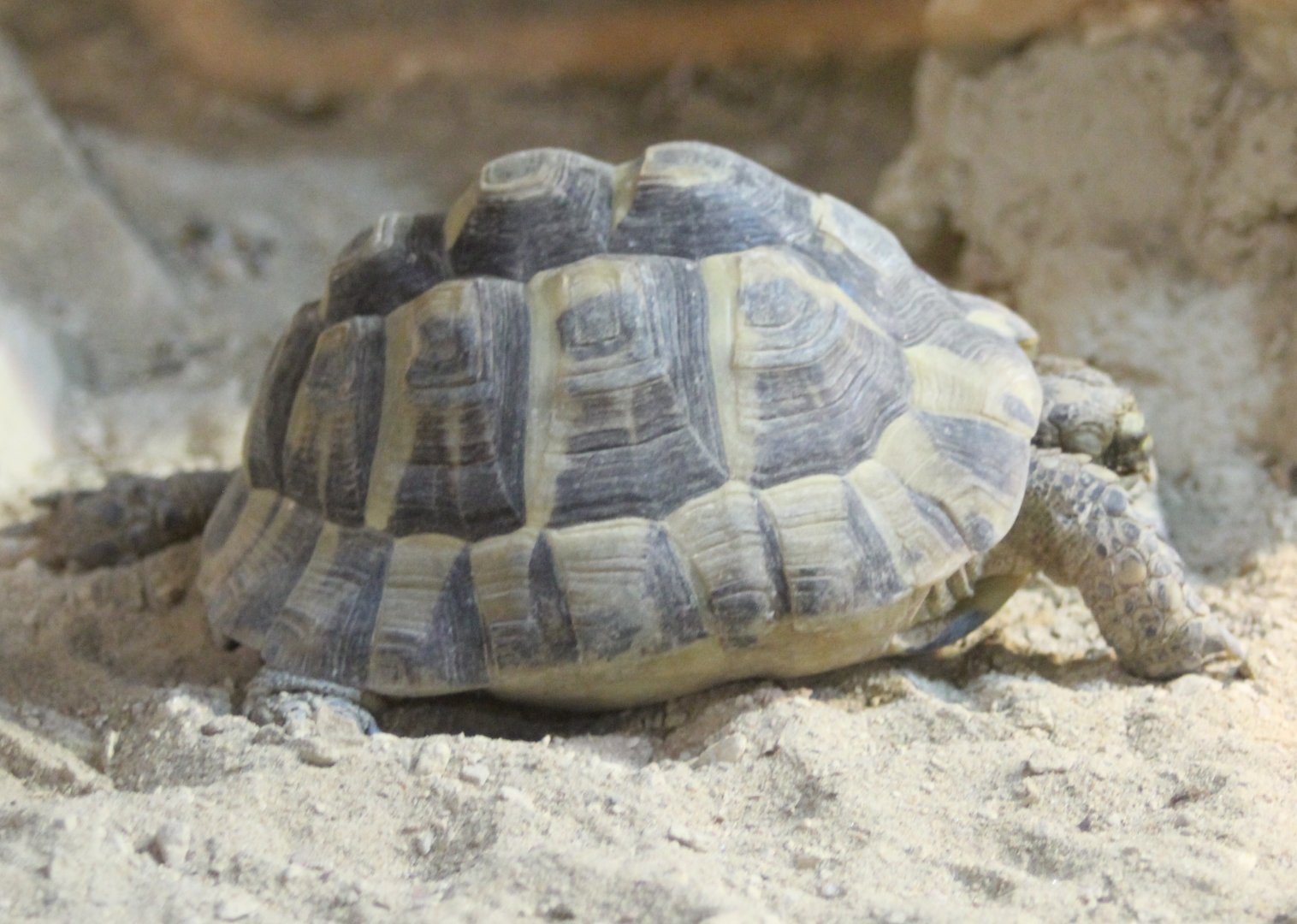 Spur-thighed tortoise