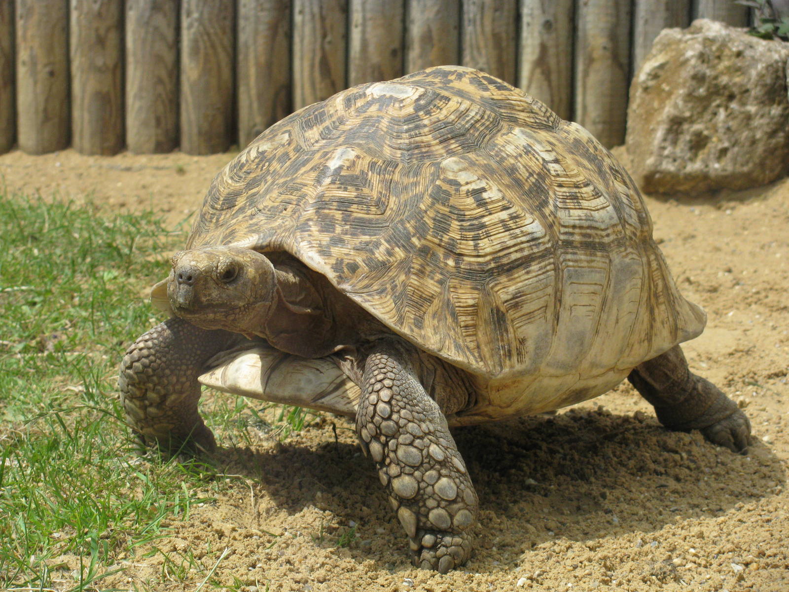 Spur Thighed Tortoise
