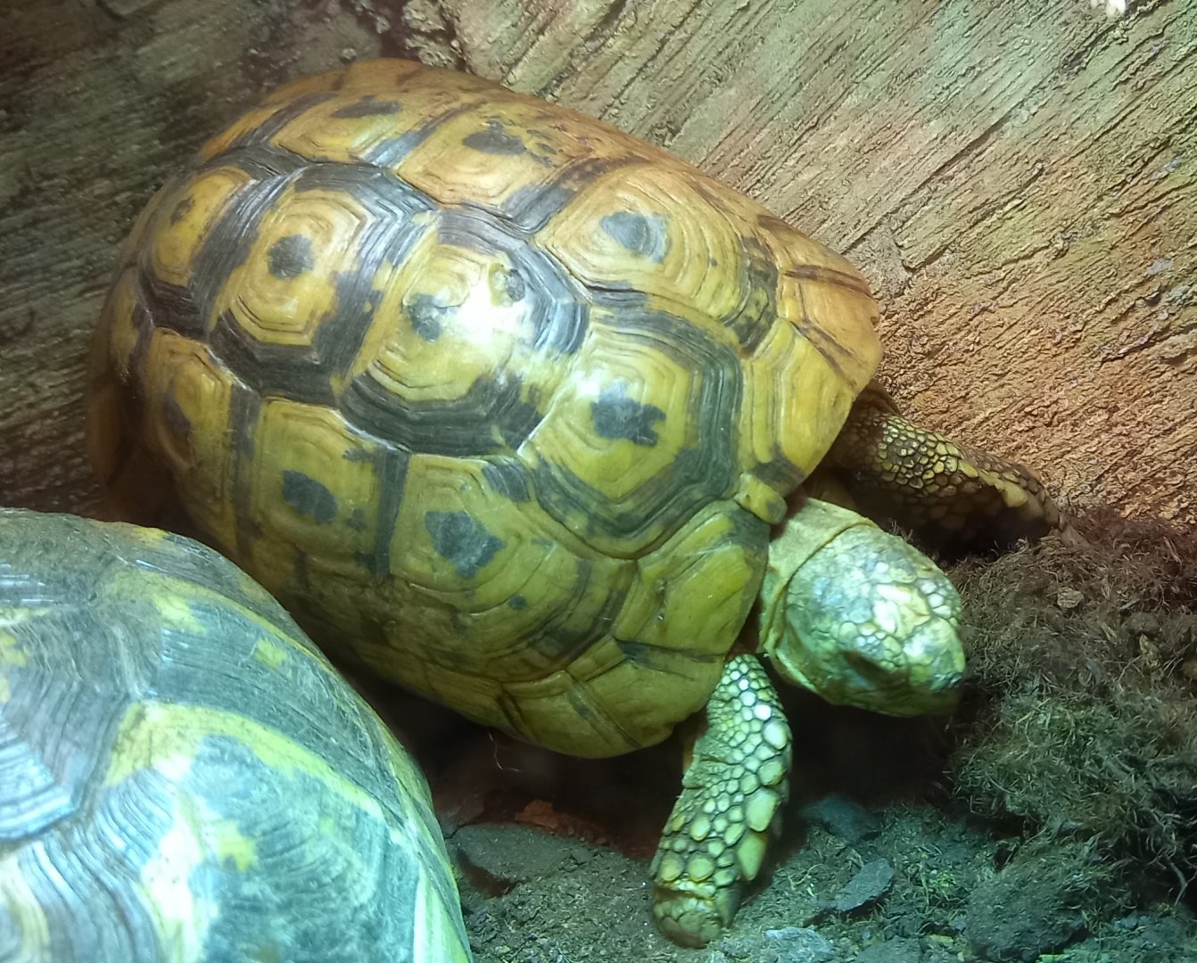 Spur-thighed tortoise