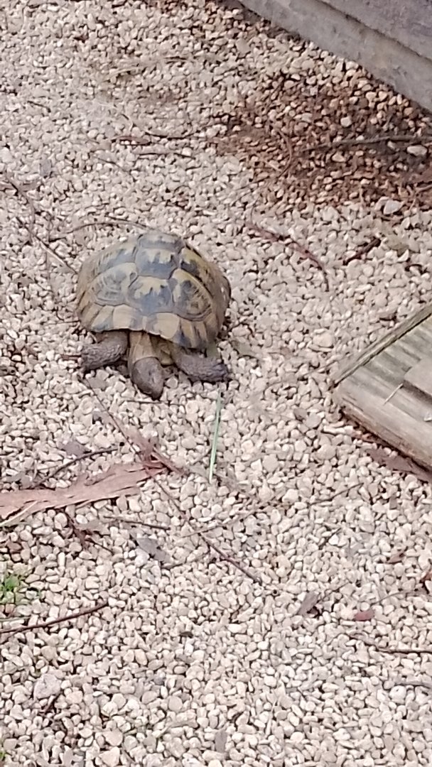 Spur thighed tortoise