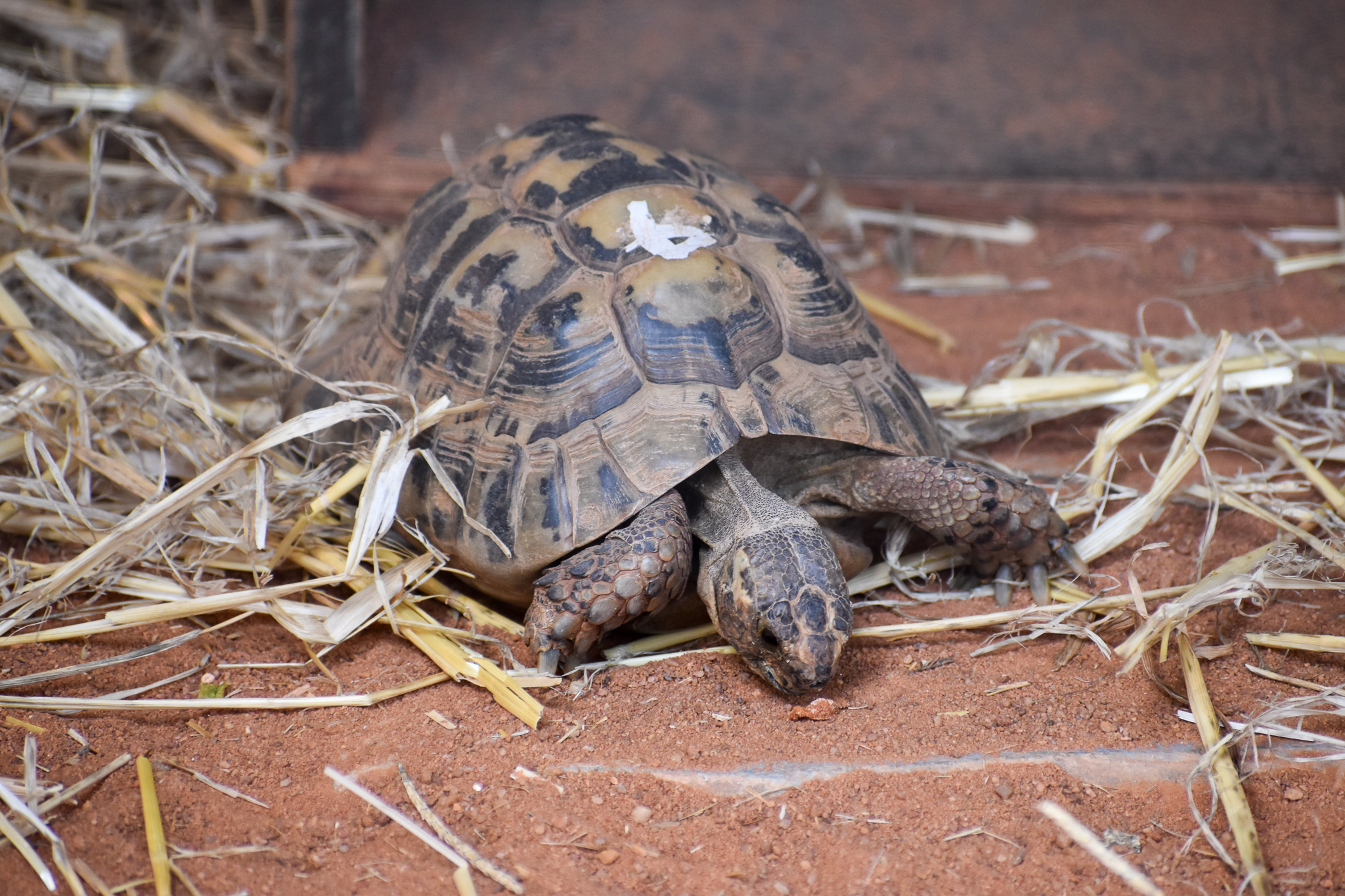 Spur-thighed Tortoise