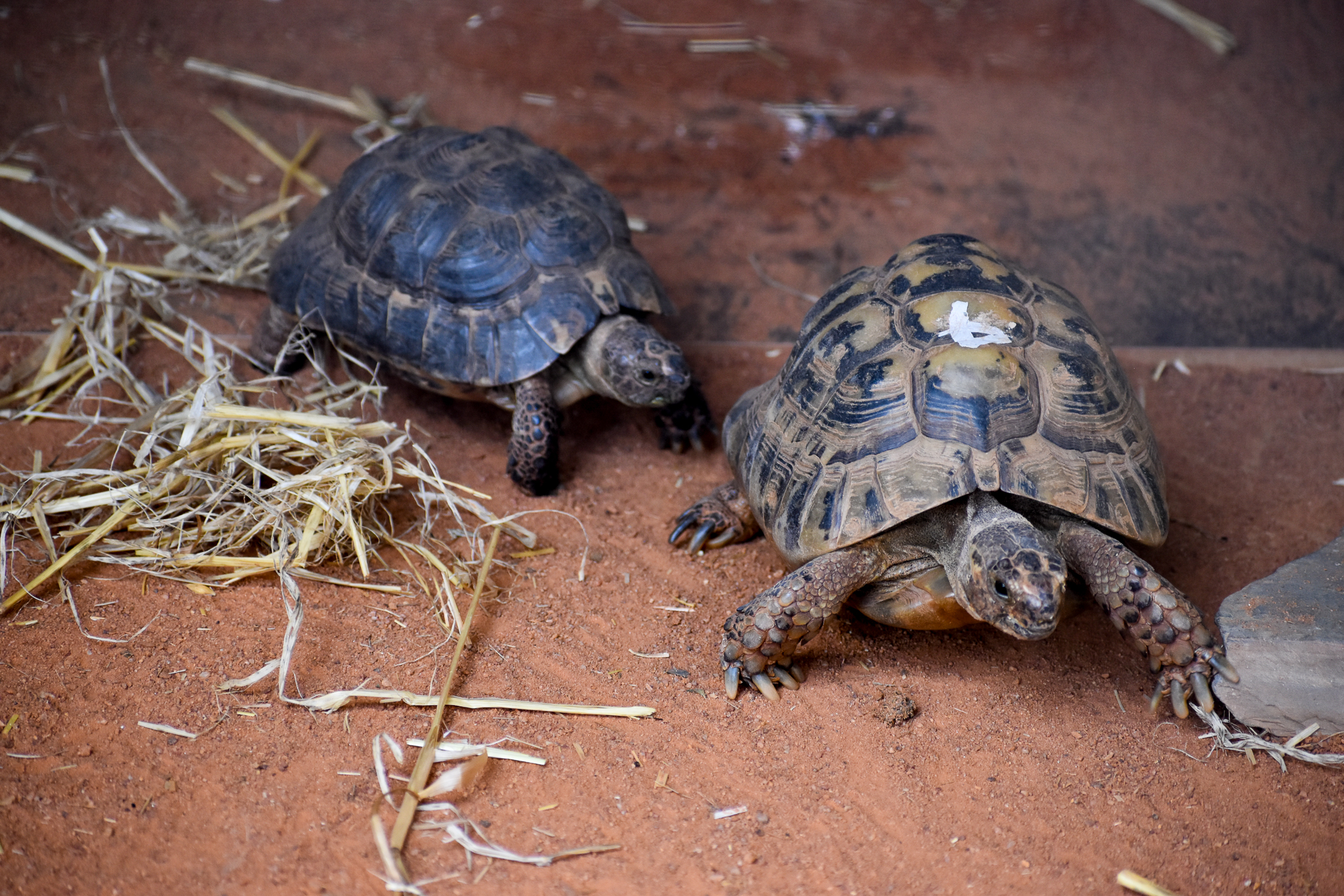 Spur-thighed Tortoises