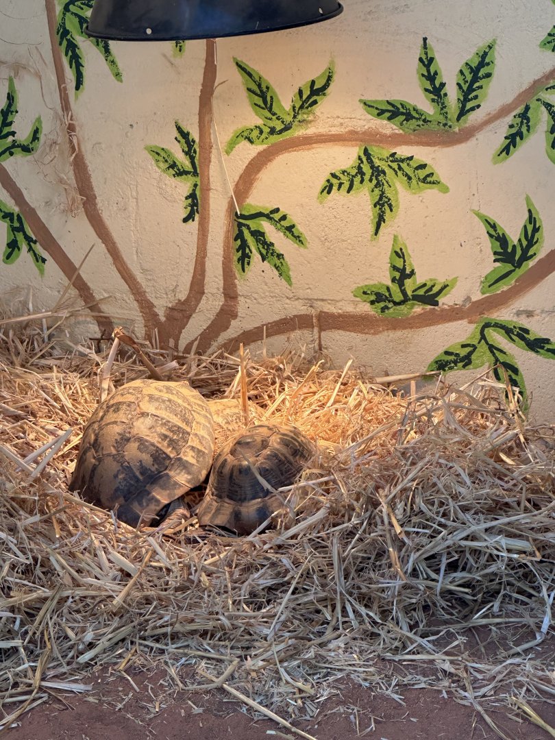 Spur thighed tortoises