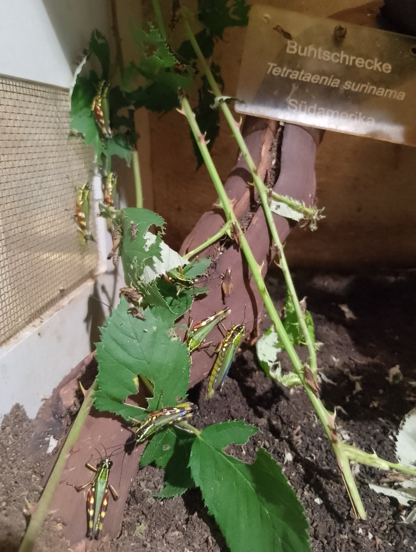 Spur-throat toothpick grasshopper