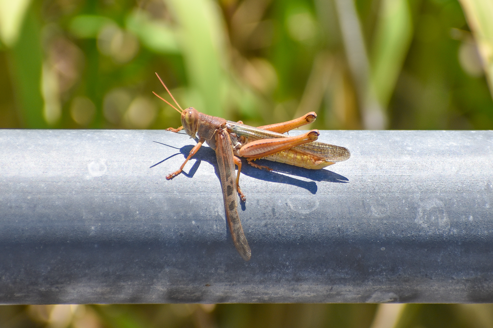 Spur-throated Locust (Austracris proxima)