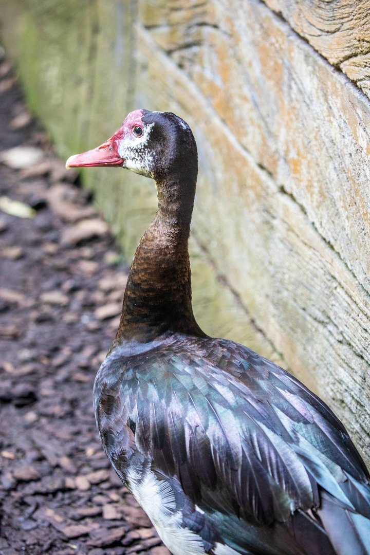 Spur-Winged Geese (Plectropterus gambensis)
