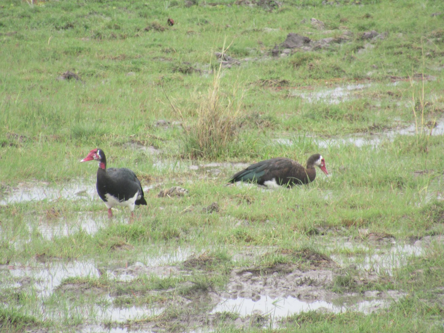 Spur-winged Geese