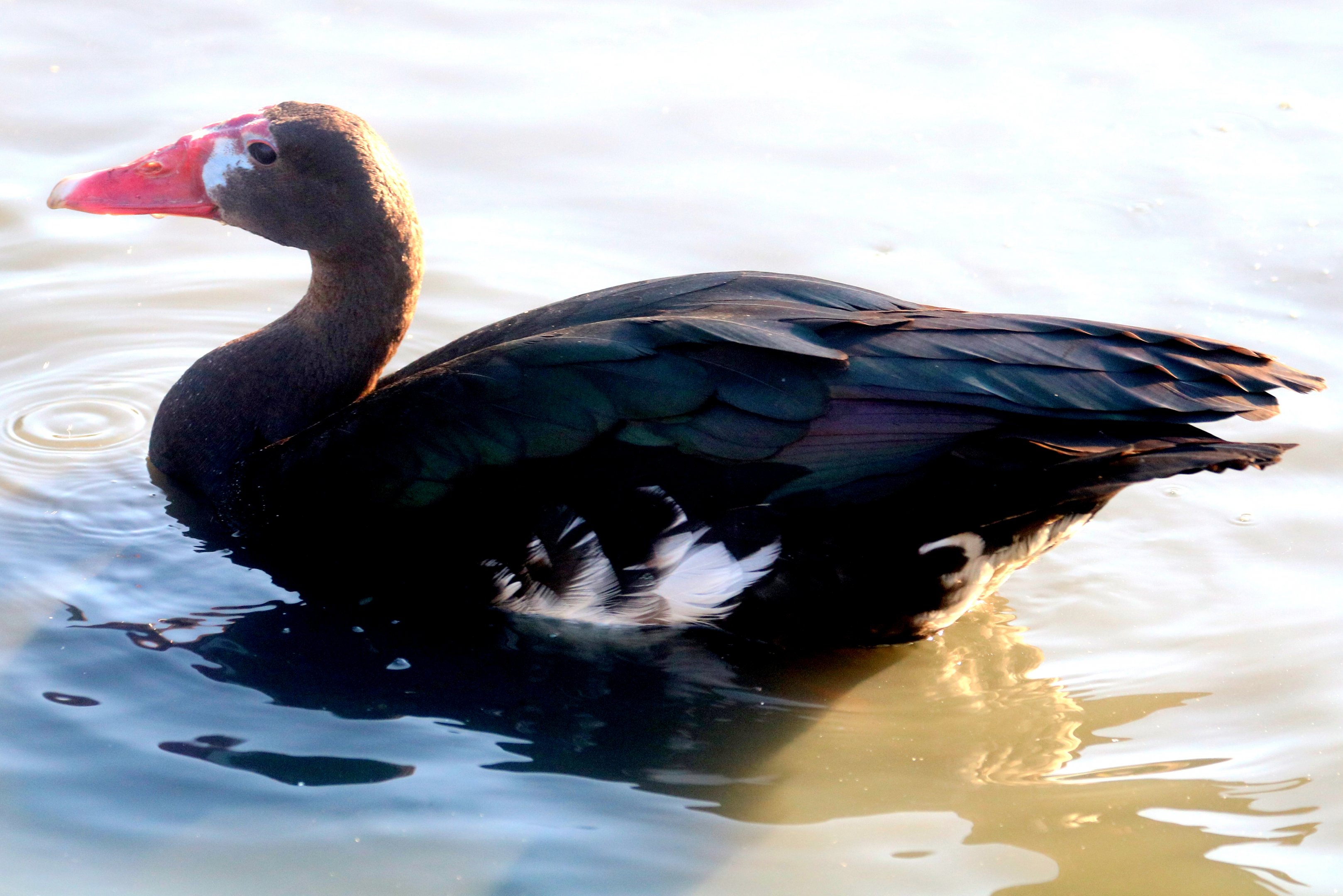 Spur-winged goose; Barnes; 25th March 2019.