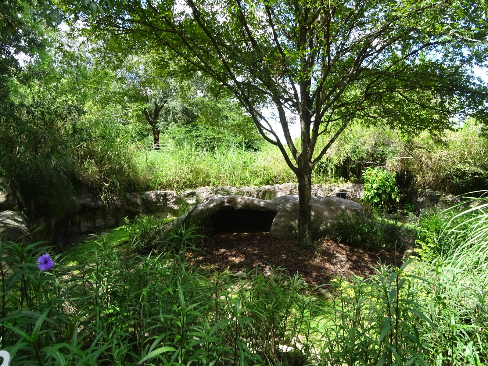 Spur-Winged Goose Exhibit at Busch Gardens Tampa