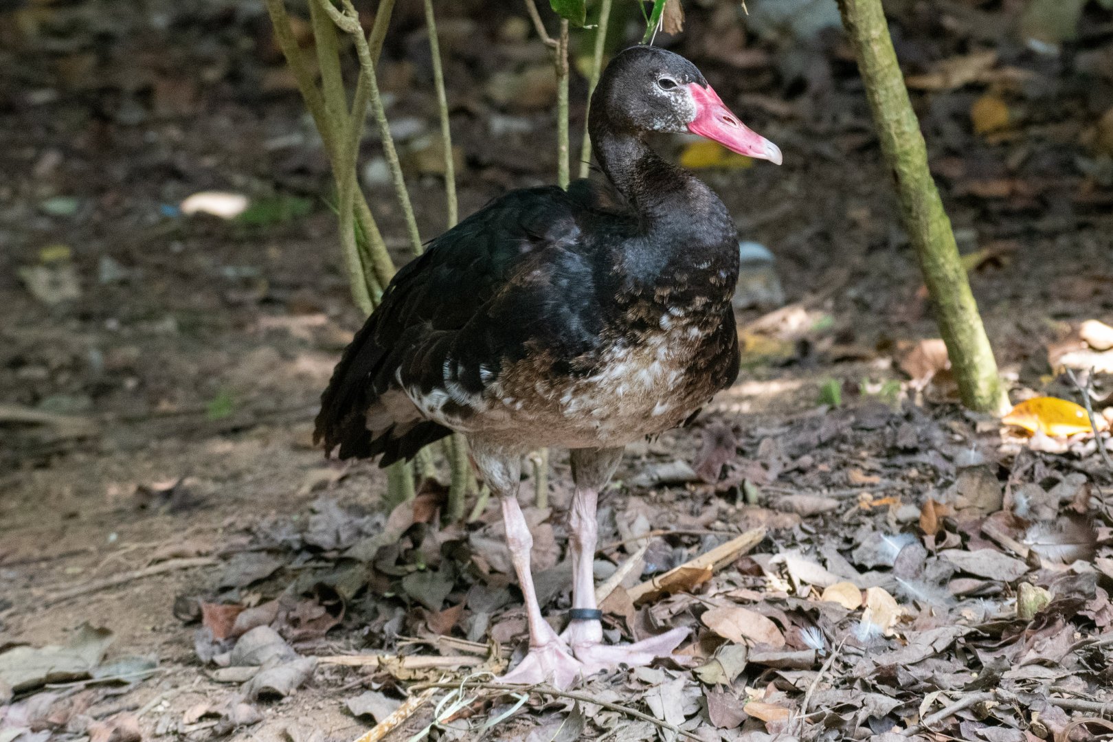 Spur-winged Goose (female)