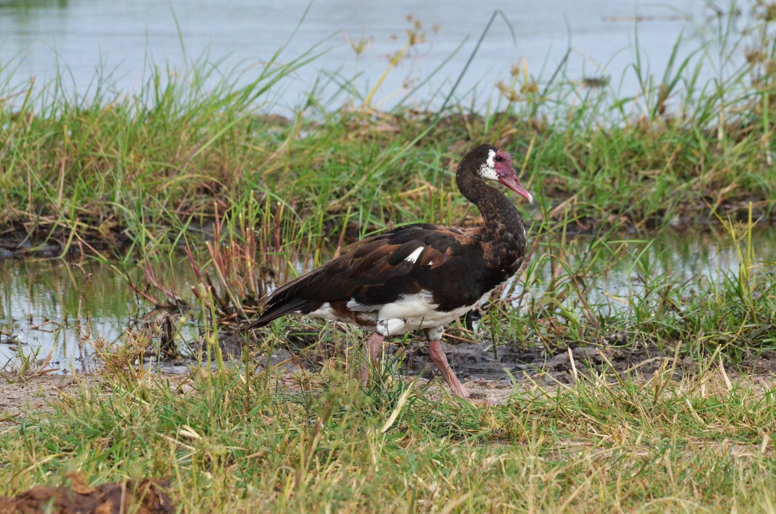 Spur-winged Goose, Khwai Community Area, Botswana, 24/04/16