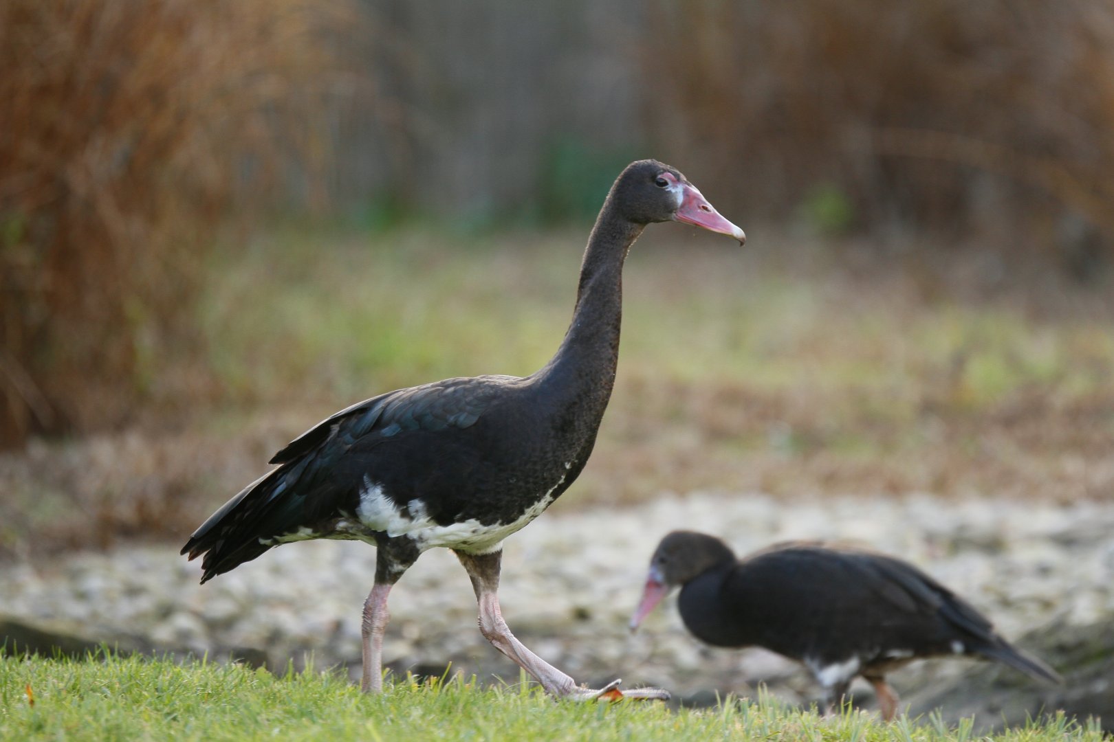 Spur-winged goose (Plectropterus gambensis)