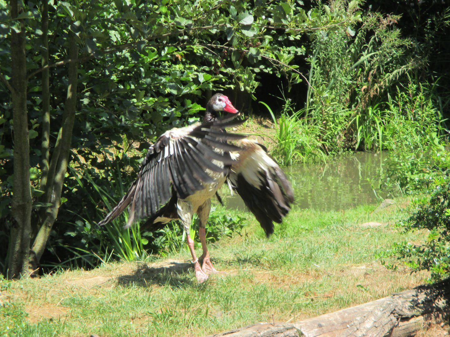 Spur- winged goose (Plectropterus gambensis)