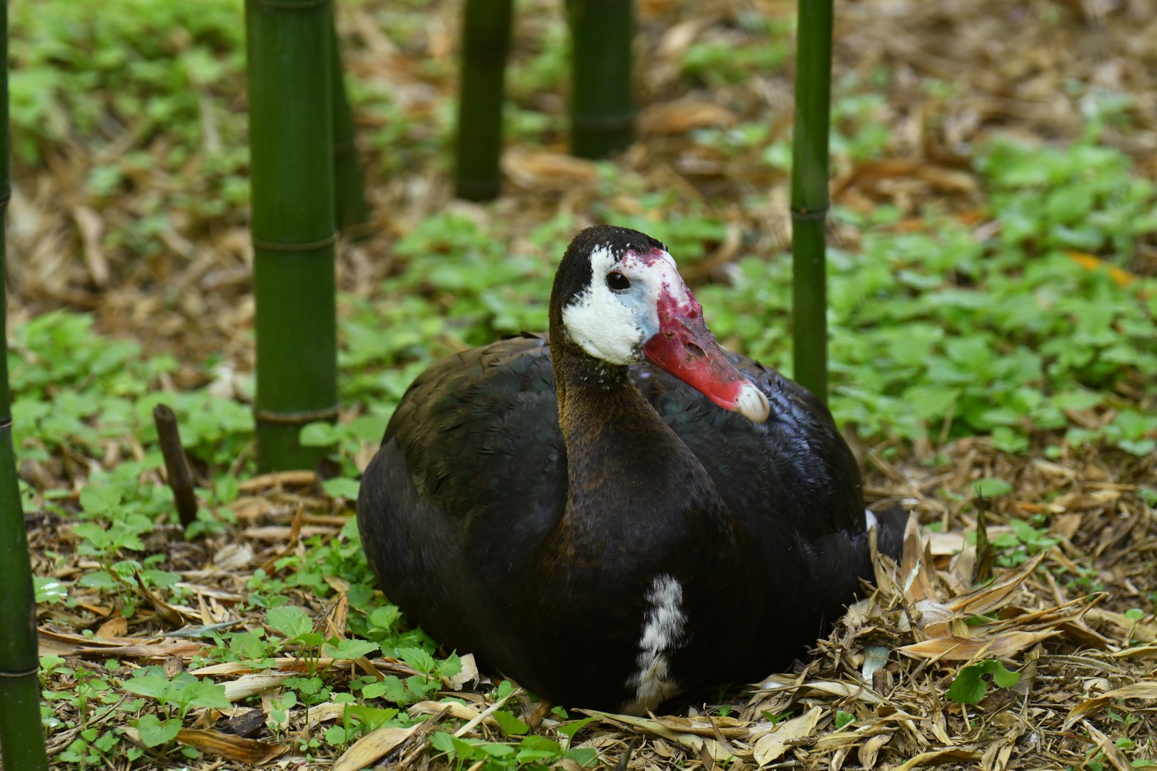 Spur-winged Goose (Plectropterus gambensis)