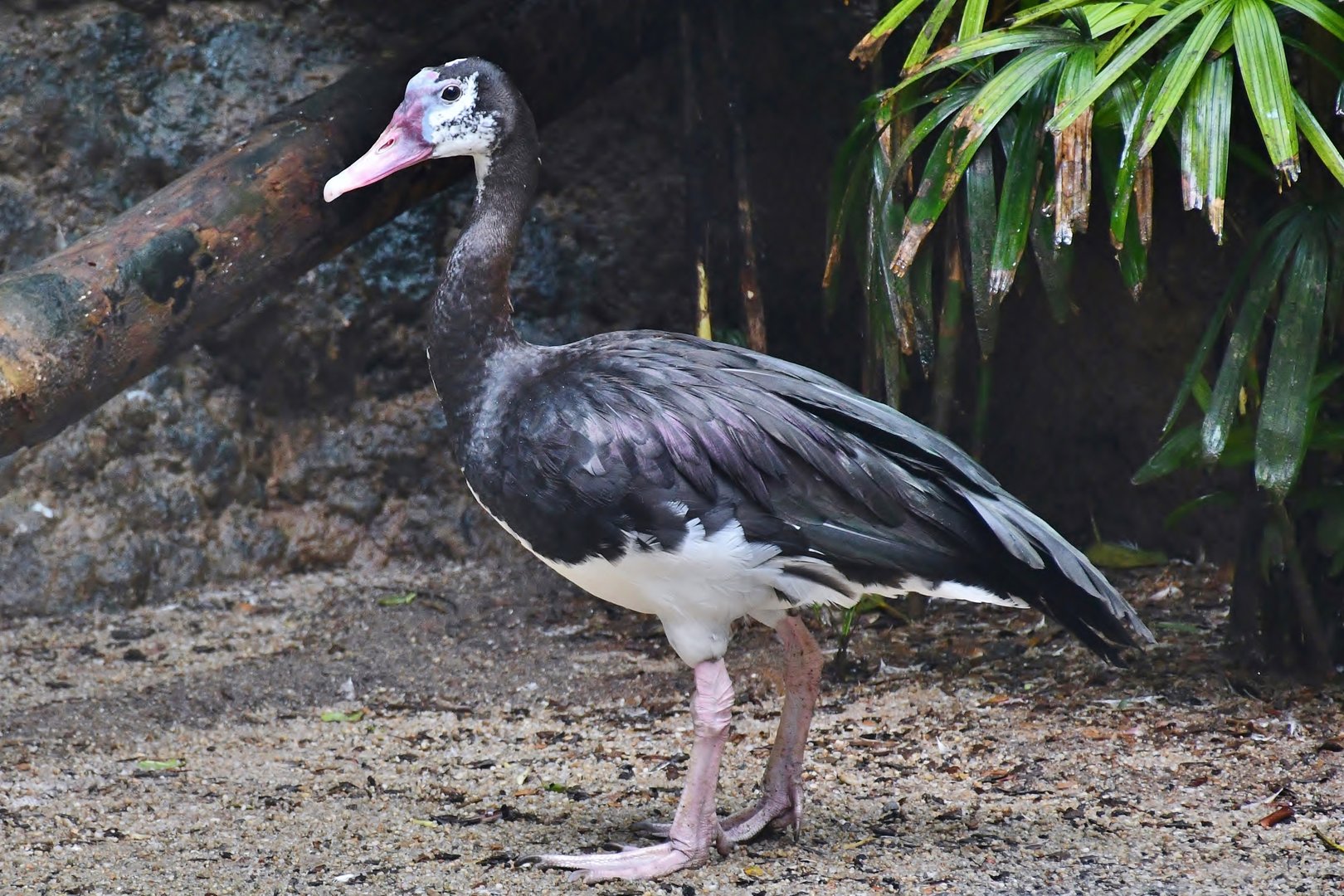 Spur-winged Goose (Plectropterus gambensis)
