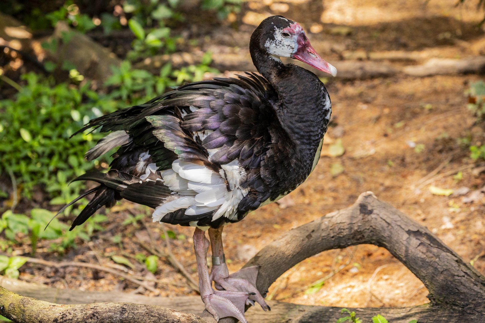 Spur-winged goose (Plectropterus gambensis)