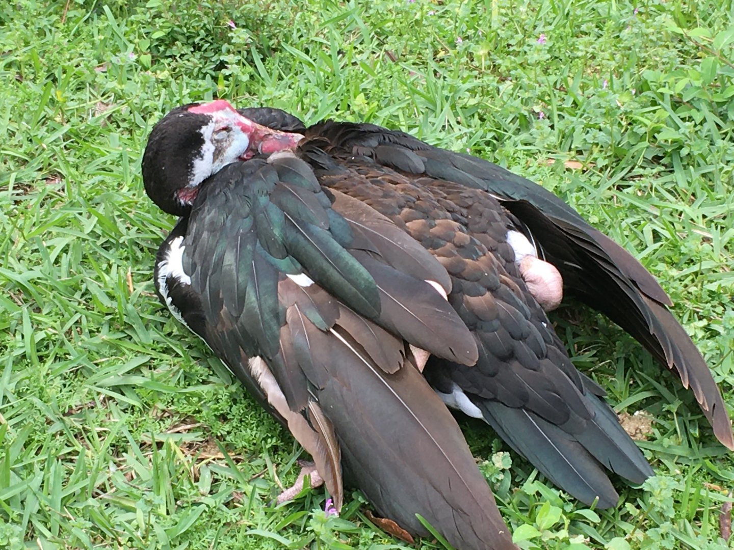 Spur-Winged Goose (Plectropterus gambensis)