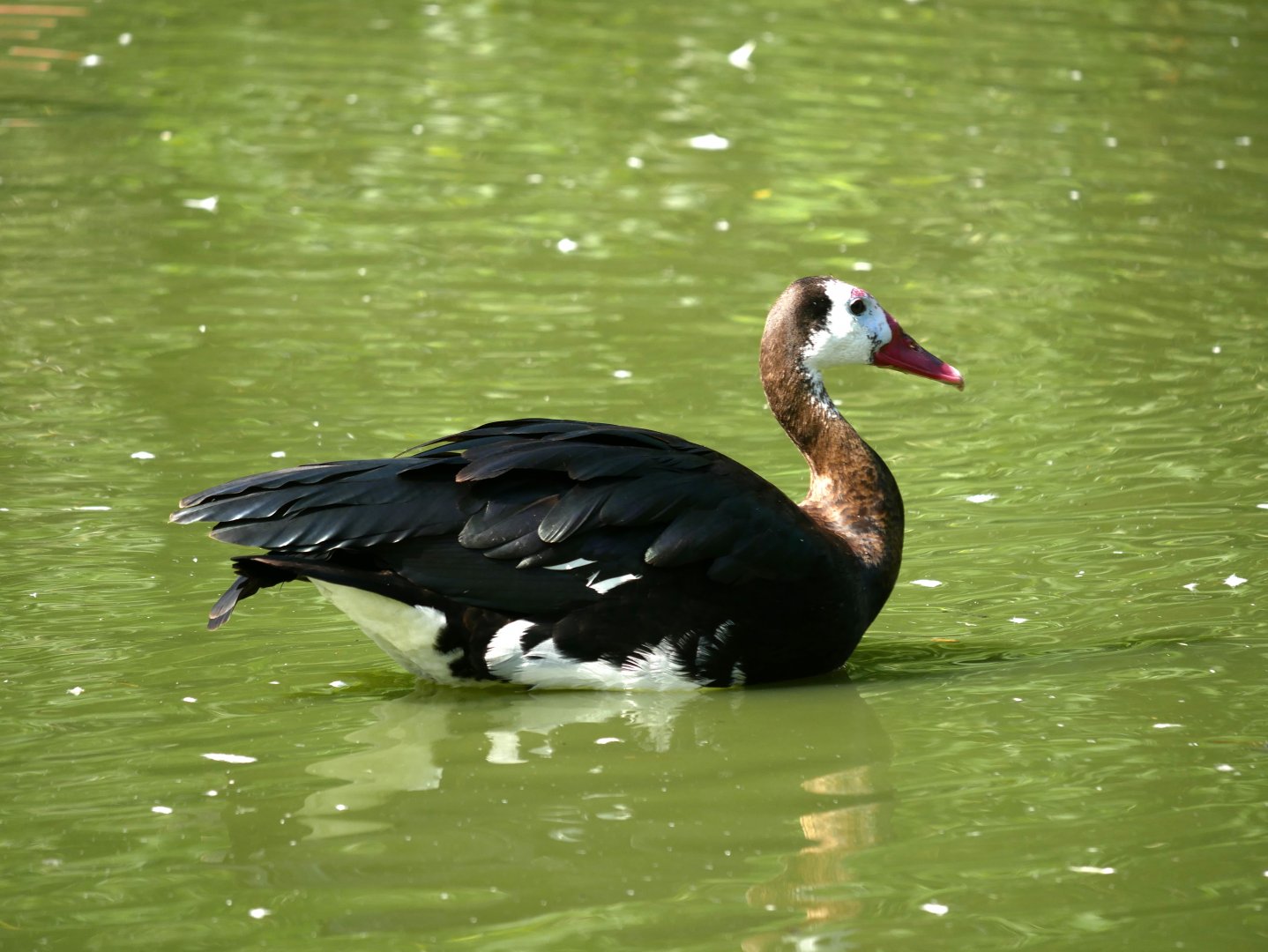 Spur-winged goose (Plectropterus gambensis)
