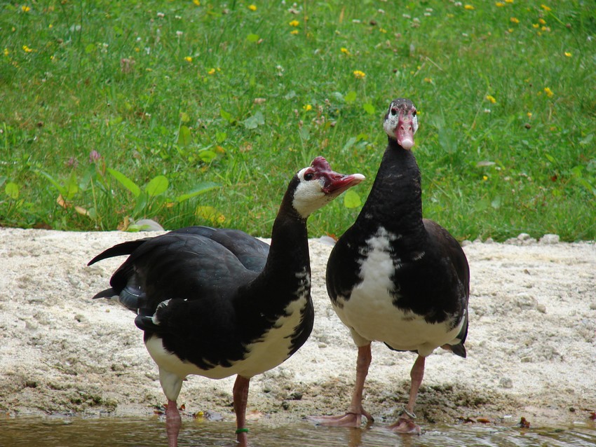 Spur-winged goose