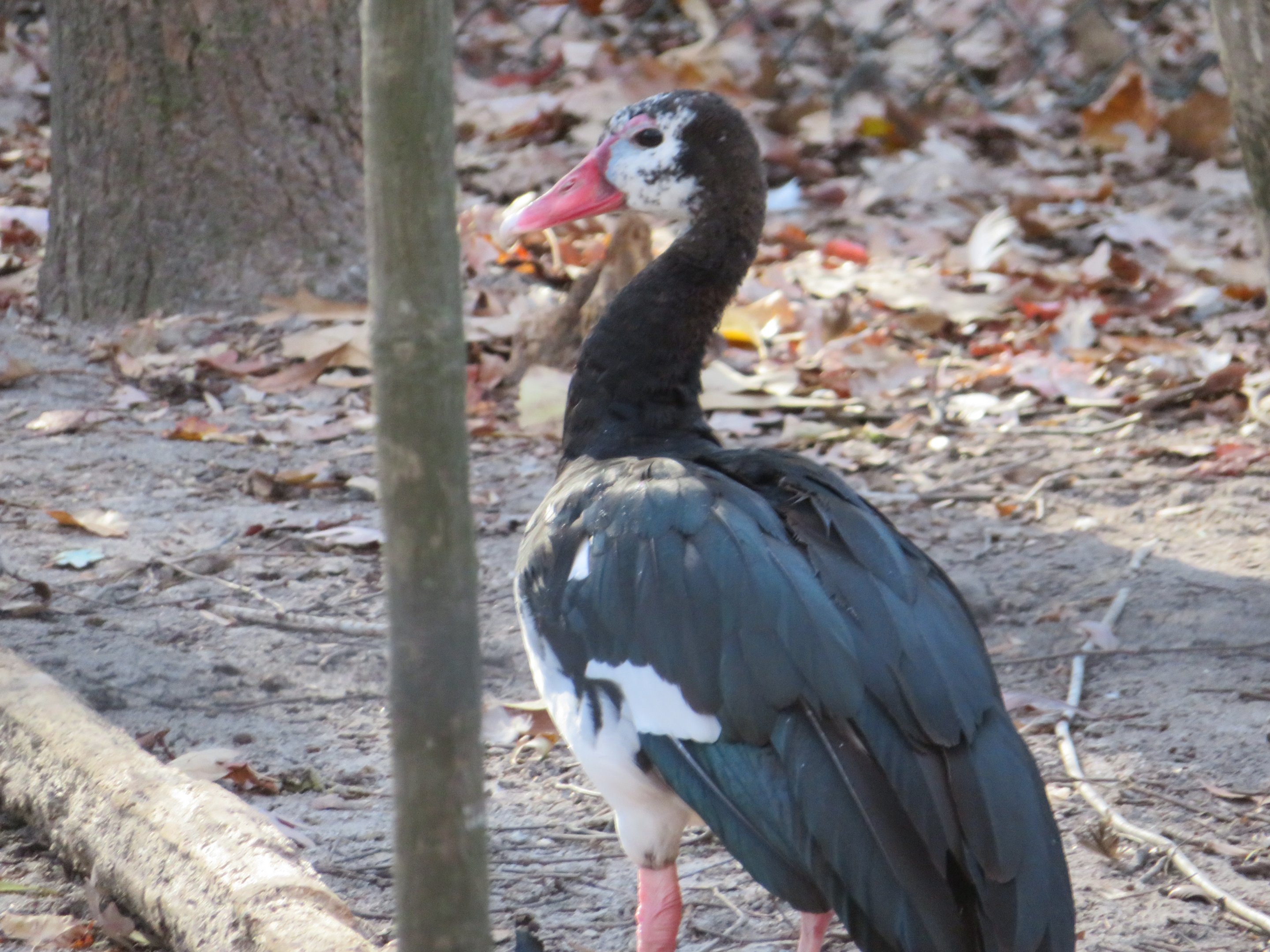 Spur-winged Goose
