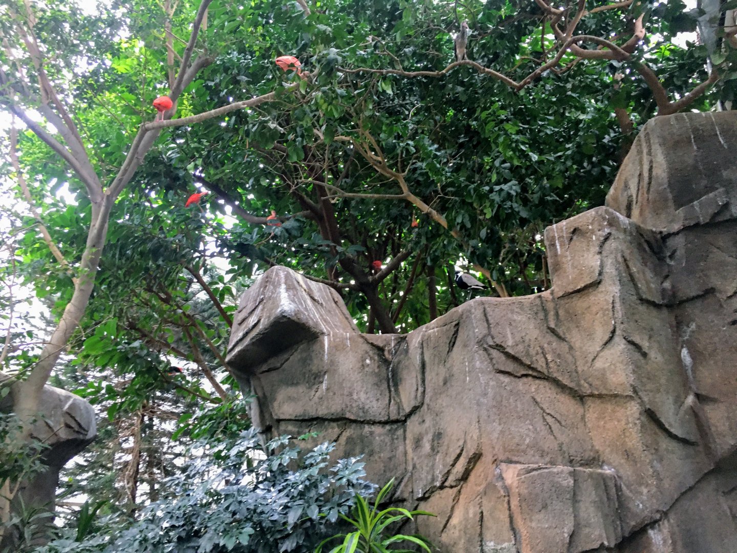 Spur-Winged Lapwig and Scarlet Ibis