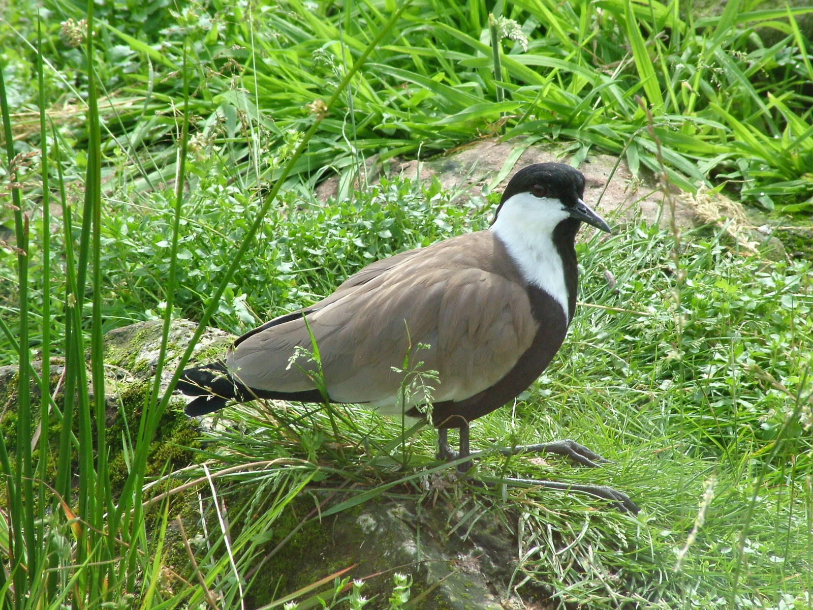 Spur-winged Lapwing at Blackbrook 04/07/09